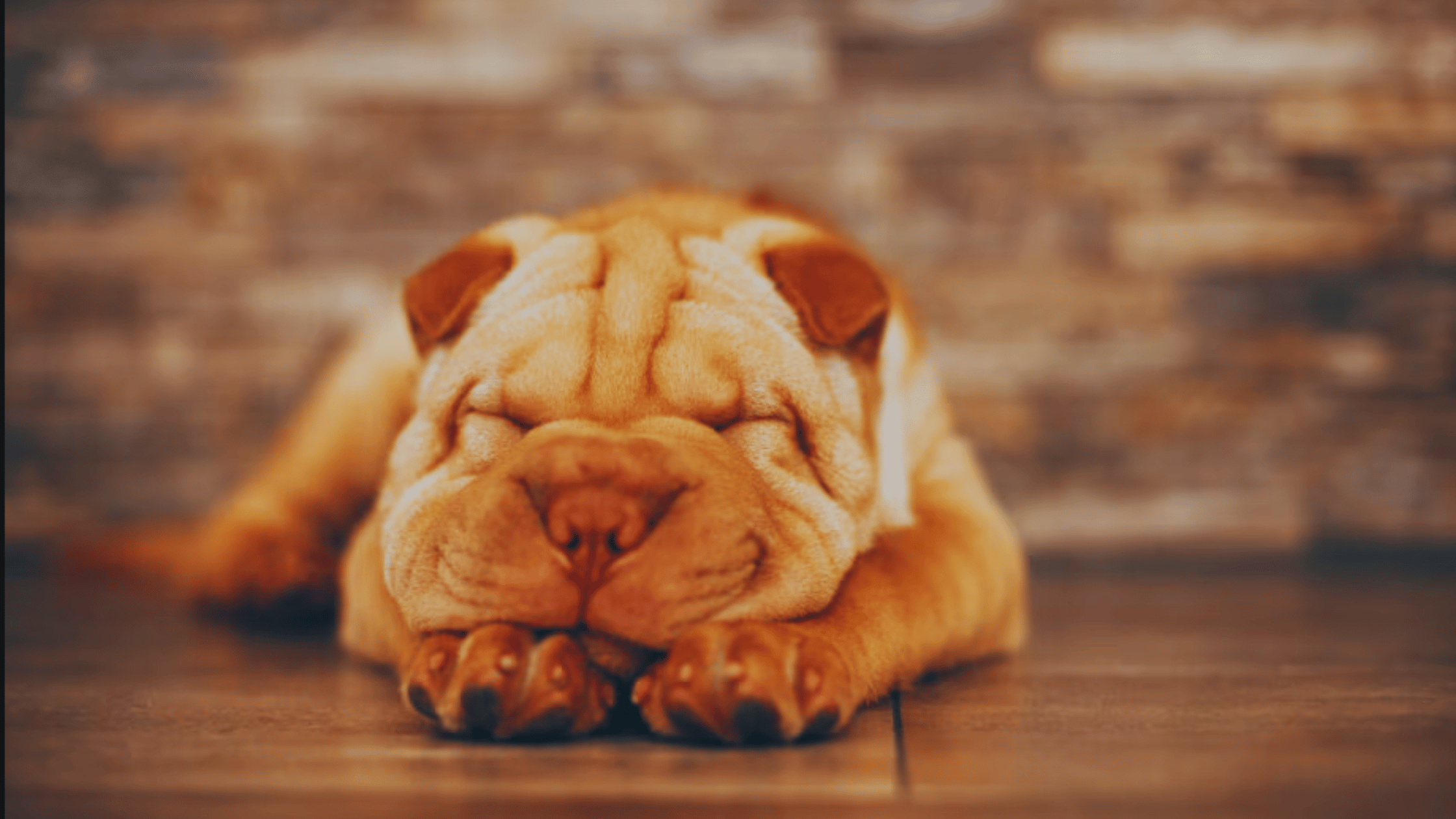 Shar Pei Dog Pictures Breed