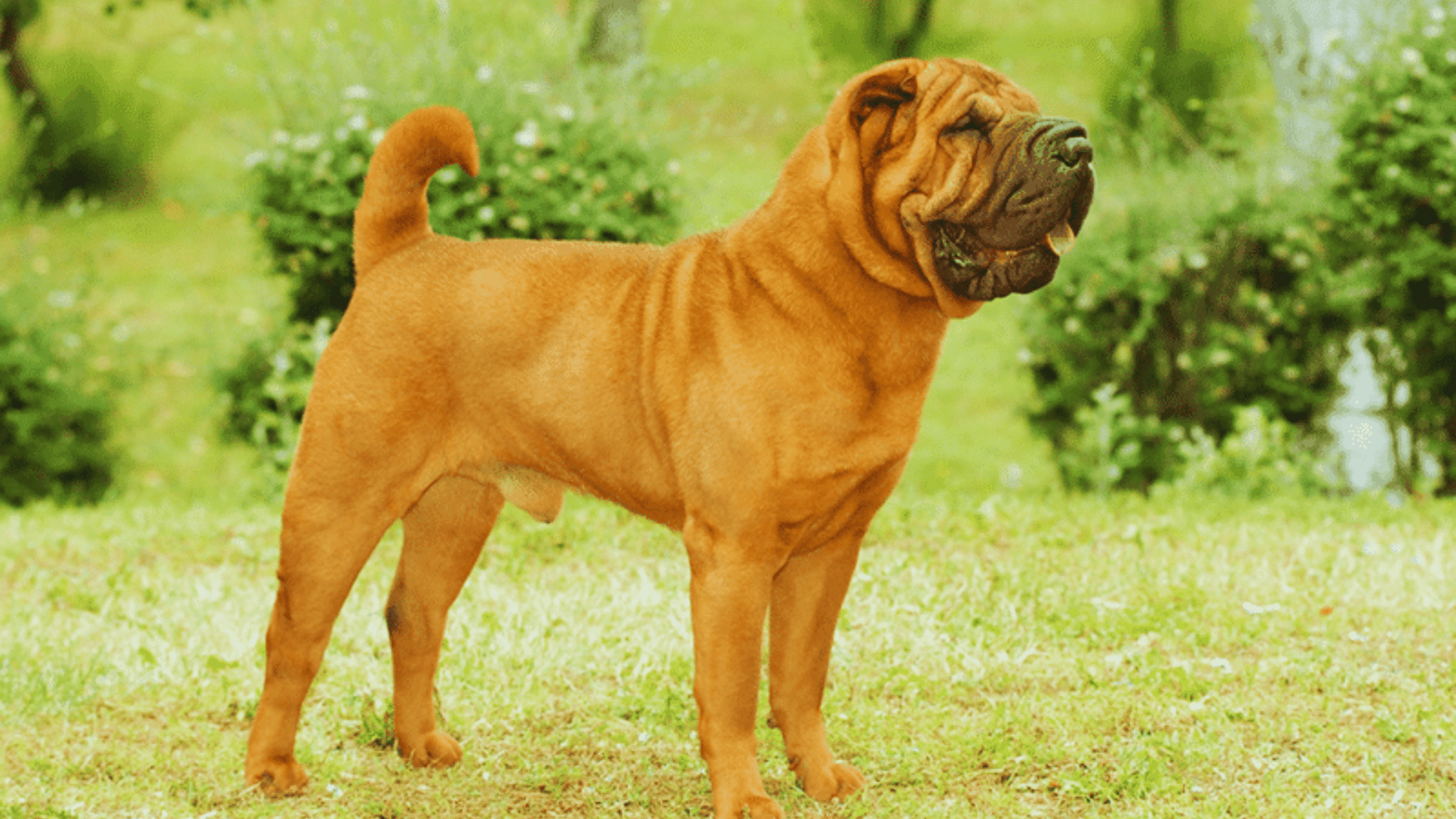 Mini Hippo Dog Breed Info: Lifespan, Health ,Care, Fact 2024