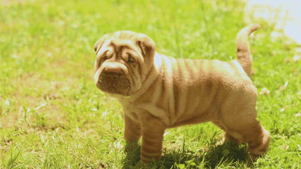 Mini Hippo Dog Breed Info: Lifespan, Health ,Care, Fact 2024