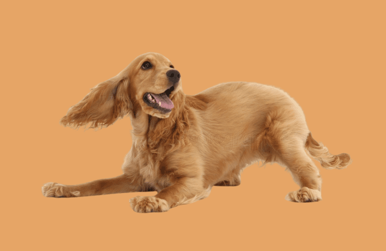 Cocker Power Working Cocker Spaniel: Lifespan,Temperament, Colors, Weight