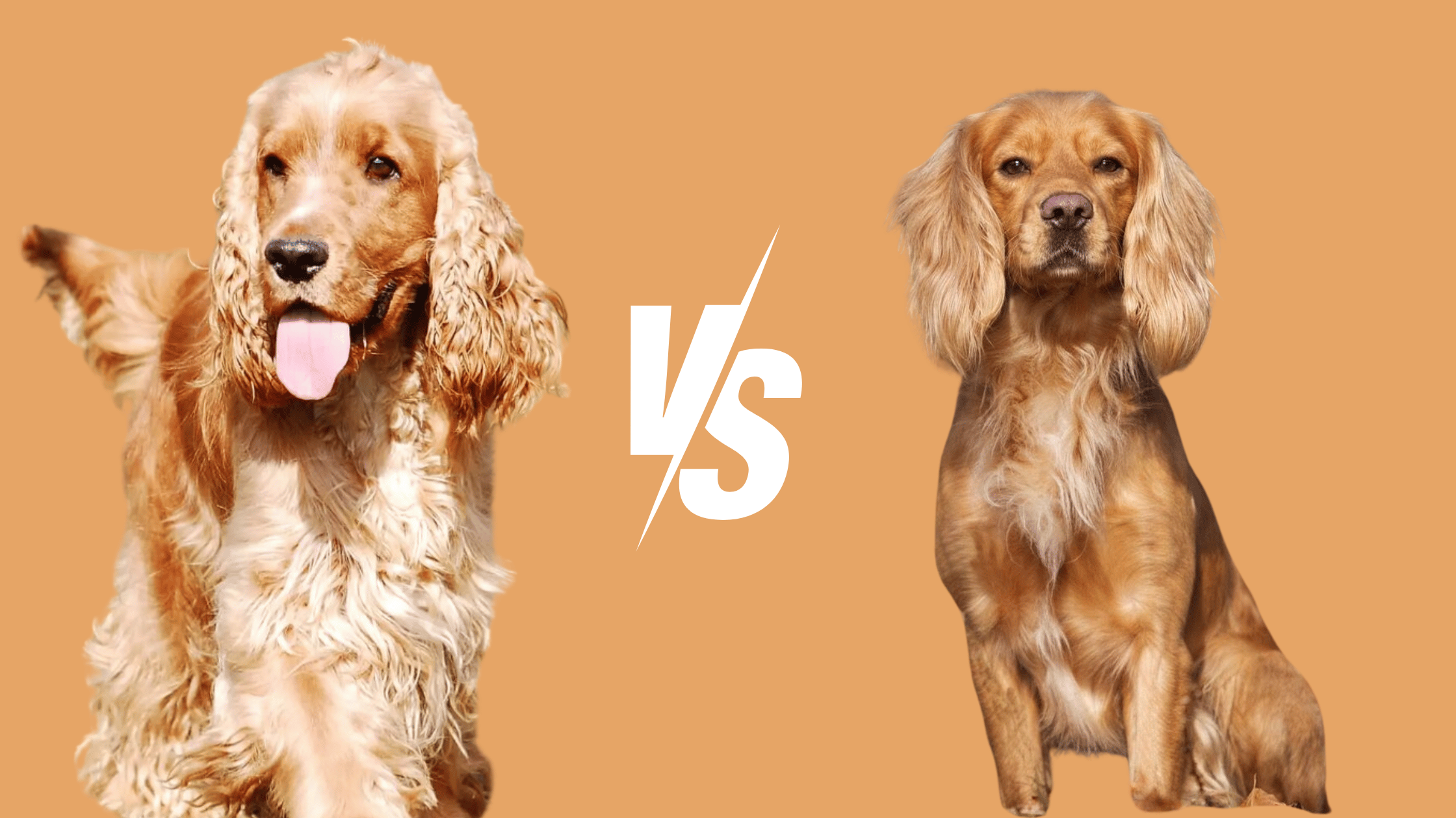 15 Key Difference Between a Show and Working Cocker Spaniel