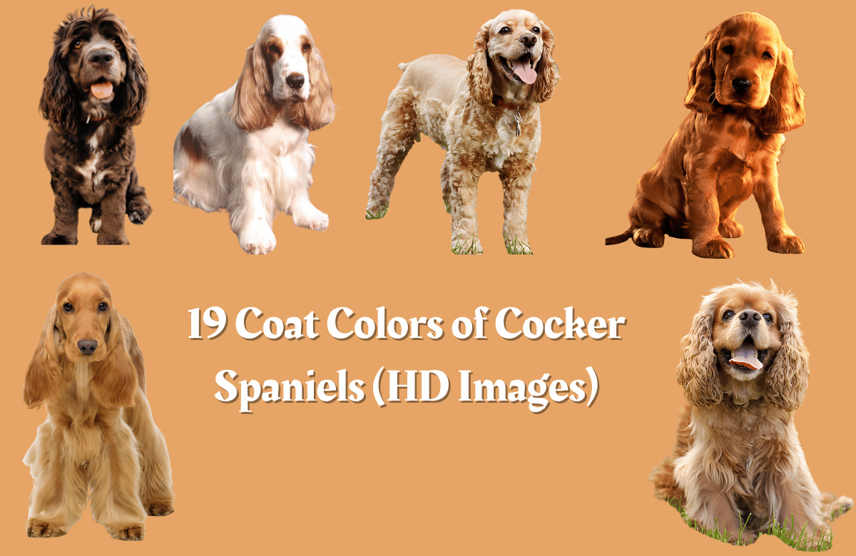 19 Coat Colors of Cocker Spaniels (HD Images)