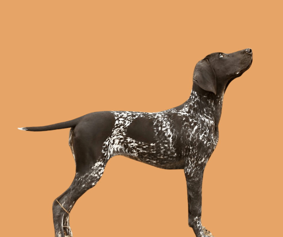 Blue German Shorthaired Pointer The Complete Guide