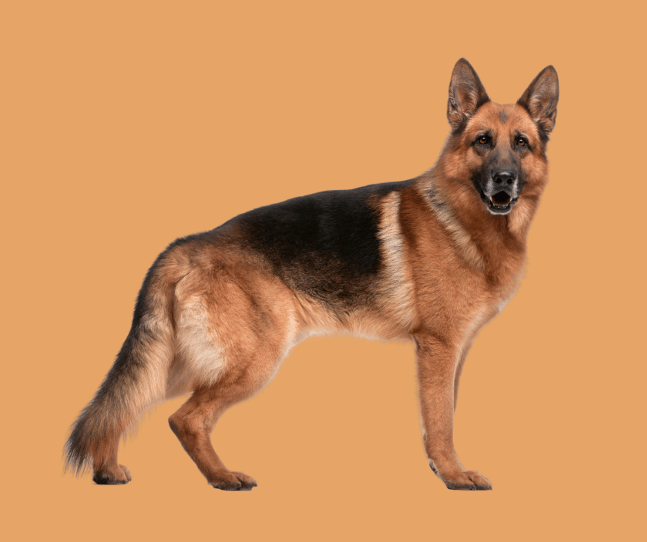 Working Line German Shepherds Lifespan, Cost, Care, Traits And More