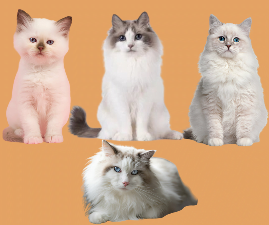 25 Stunning Colors and Patterns of Ragdoll Cats With Images