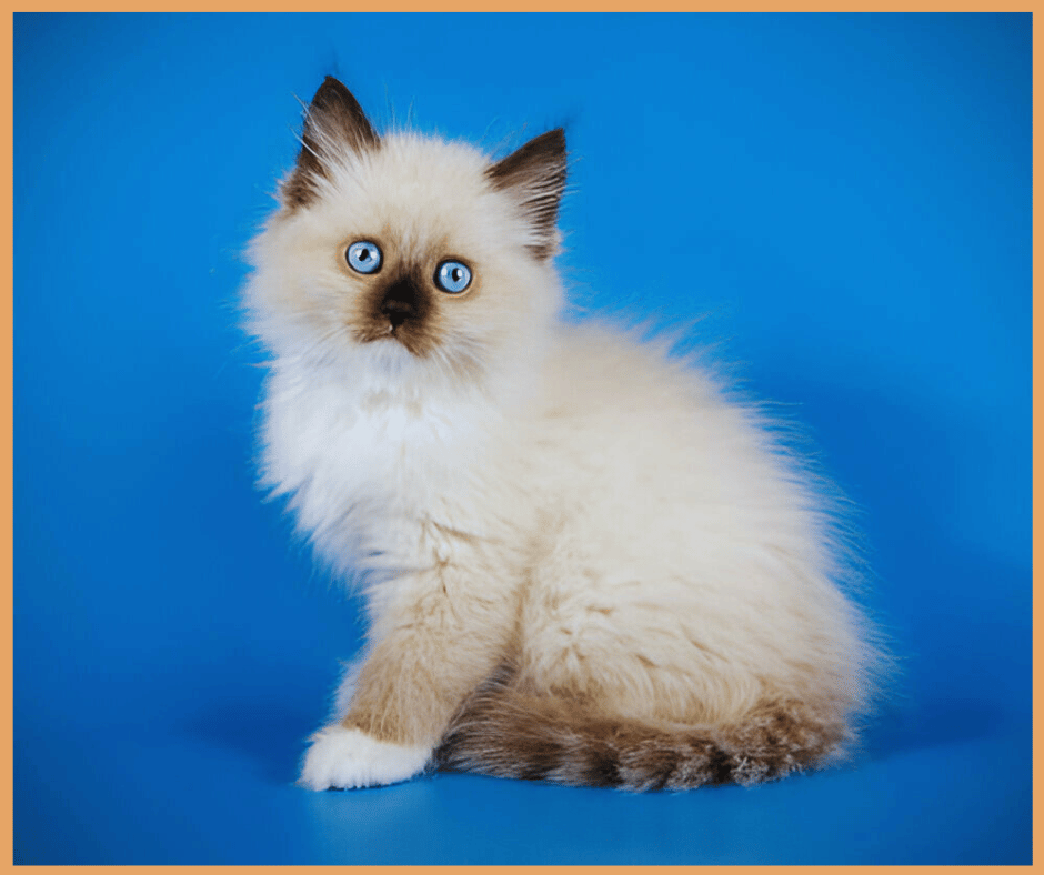 Brown Ragdoll Cats Types, Lifespan, Behavior, Facts, Care, Adoption & Cost.png