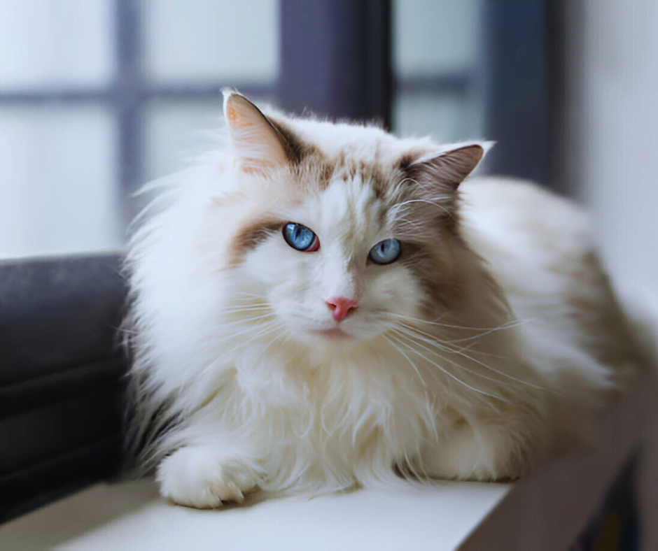 Brown Ragdoll Cats Types, Lifespan, Behavior, Facts, Care, Adoption & Cost.png