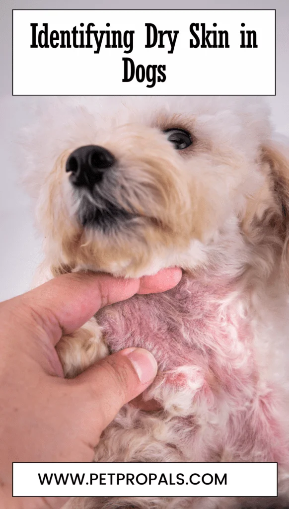 Identifying Dry Skin in Dogs , How To Help Dogs With Dry Skin Naturally At Home (Winter)