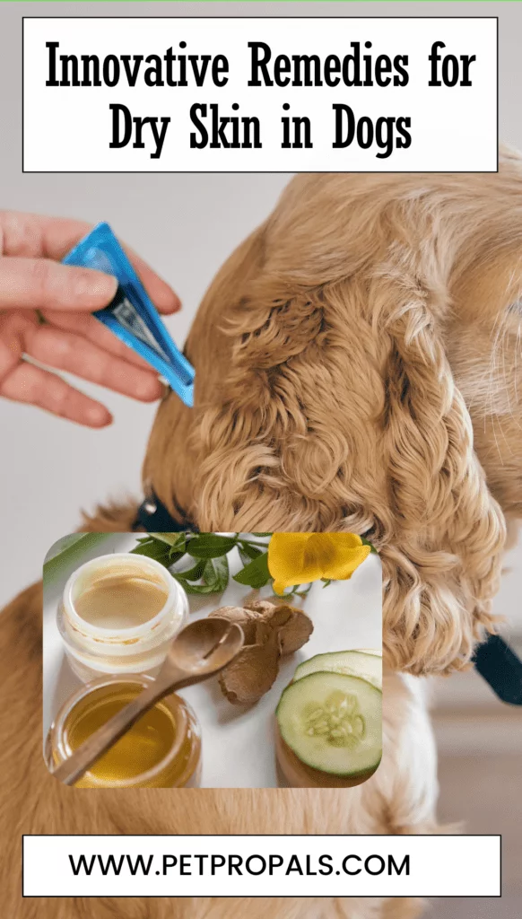 Innovative Remedies for Dry Skin in Dogs