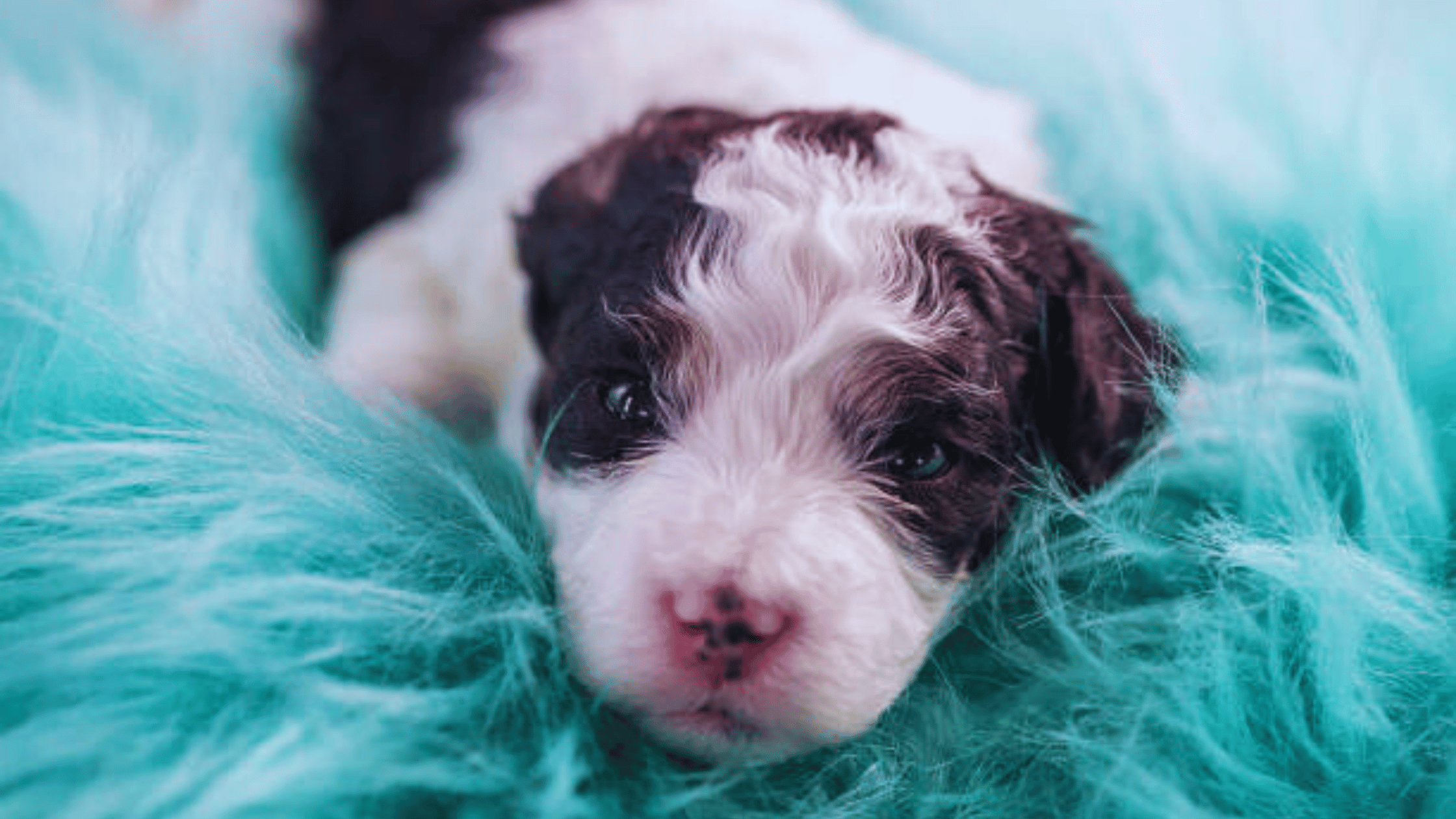 Mini Bernedoodle Breed Info Lifespan ,Size ,Pros -Cons and More