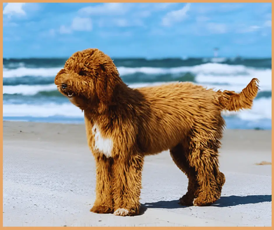 MINI IRISH DOODLE’S LIFESPAN, SIZE, TEMPERAMENT, COST, & COMPLETE BREED INFO