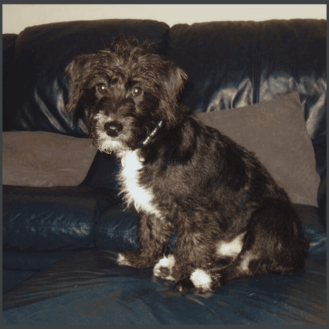 Mini Jackapoo Dog Breed Info, Lifespan, Care And Feeding