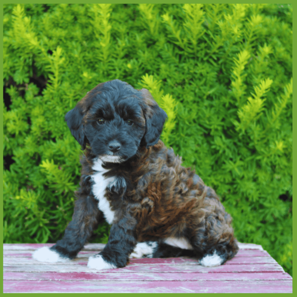 Mini Cockapoo Full Grown Guide: Weight, Size, Lifespan, Care