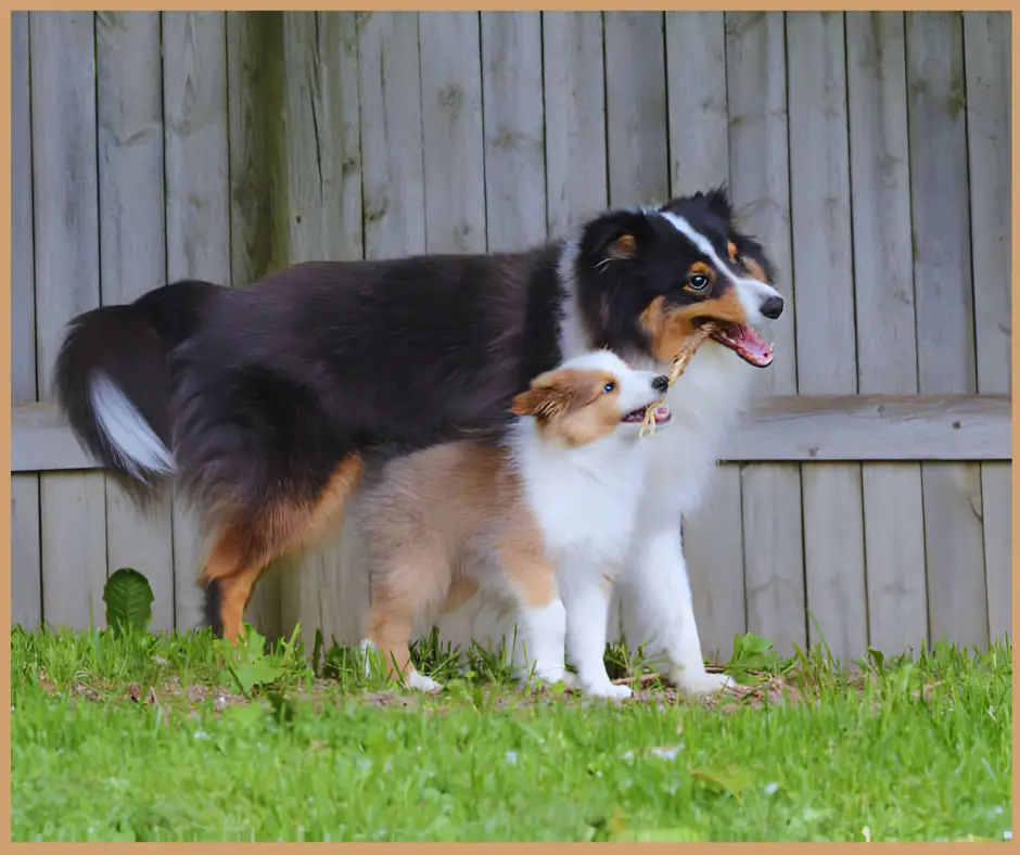 THE MINI SHELTIE DOG BREED INFO, LIFESPAN, CARE AND FEEDING HABITS