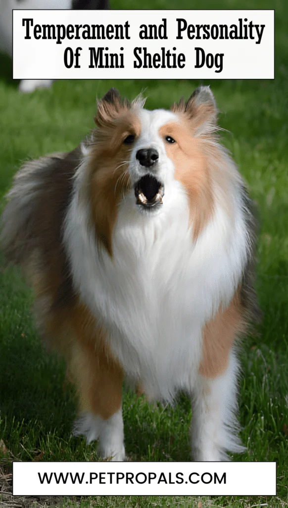 Temperament and Personality Of Mini Sheltie Dog