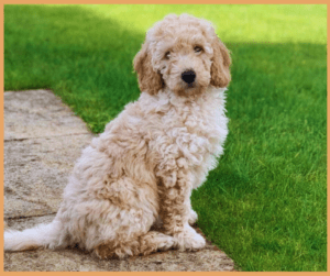 Miniature Labradoodle