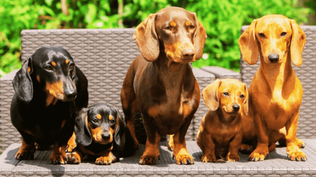 The Complete Guide to Dachshunds Types, Care, Info (2025)