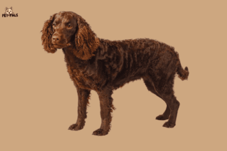 American Water Spaniel: A Complete Guide to This Versatile Sporting Breed