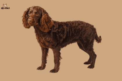 American Water Spaniel: A Complete Guide to This Versatile Sporting Breed
