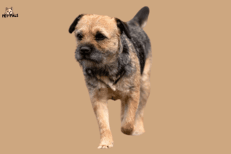 Border Terrier: A Complete Guide to This Energetic and Loyal Breed