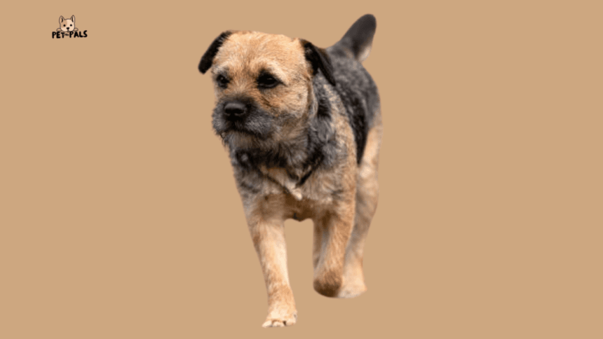Border Terrier: A Complete Guide to This Energetic and Loyal Breed