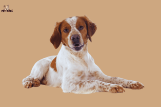 Brittany Spaniel: A Complete Guide to This Energetic and Loyal Hunting Dog