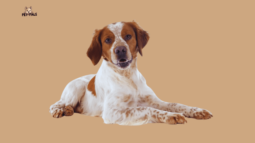 Brittany Spaniel: A Complete Guide to This Energetic and Loyal Hunting Dog