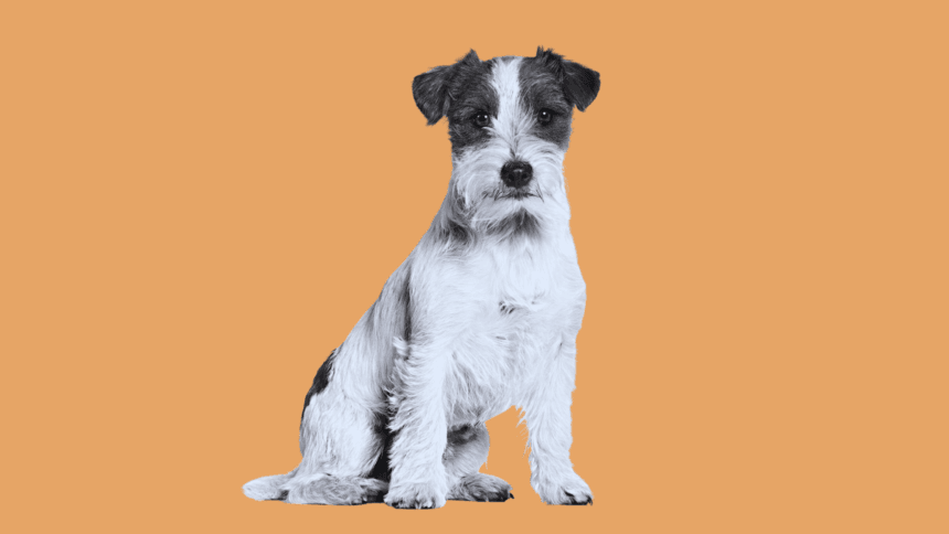 Jack Russell Terrier: A Complete Guide to Breed, Care, and Training