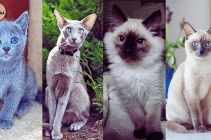 12 Hypoallergenic Cat Breeds