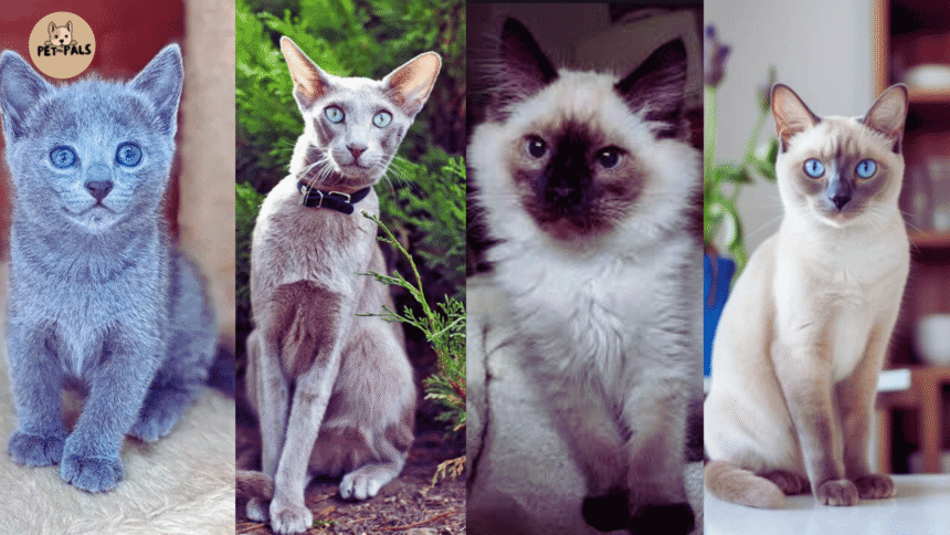 12 Hypoallergenic Cat Breeds