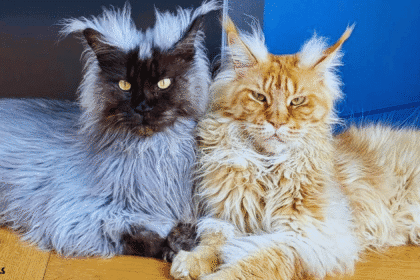 Maine Coon – Largest Domestic Cat Breed