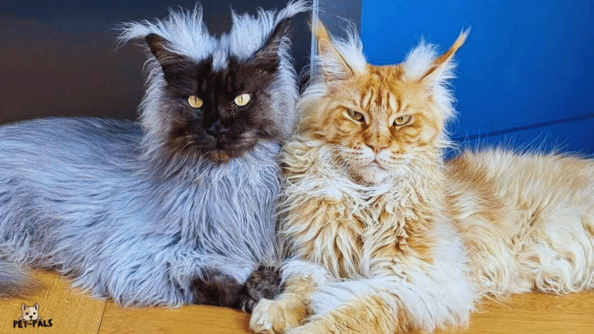 12 Clear Signs Your Cat Is a Purebred Maine Coon (Not Just a Fluffy Mix)