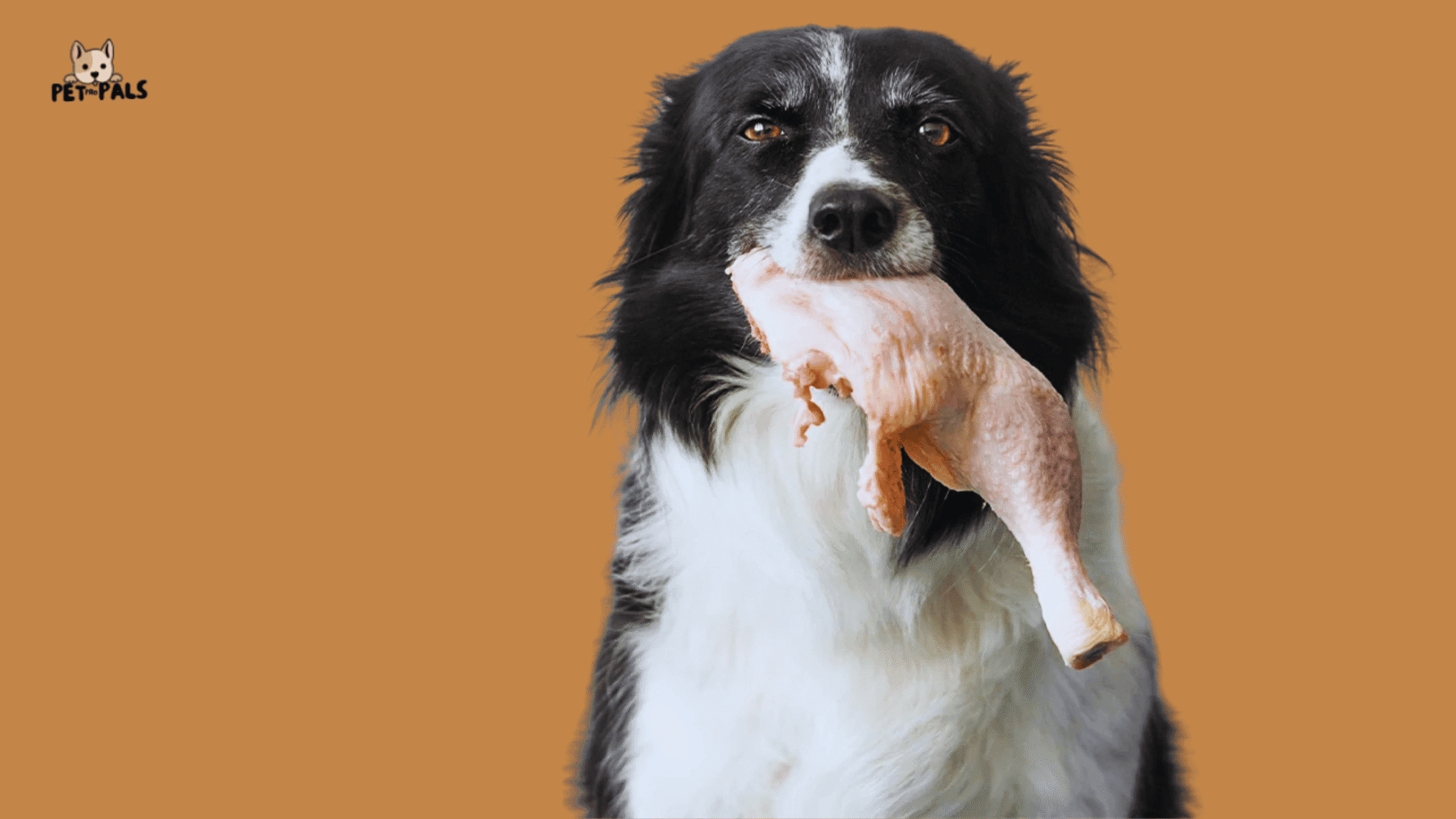 Picture of Can Dogs Eat Raw Chicken Bones? The Real Answer (From Science & Experience)