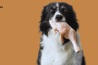 Can Dogs Eat Raw Chicken Bones The Real Answer (From Science & Experience)