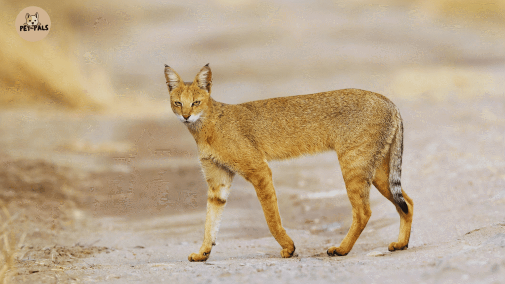 Chausie Cat Price, Personality, Legality, and Why It Might Be the Best Exotic Pet for You