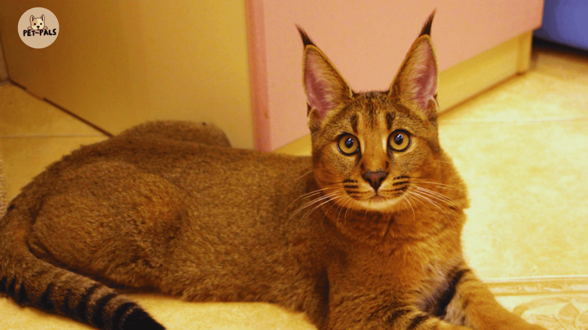 Chausie Cat Guide: Price, Personality & Legal Info for Owner