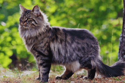 norwegian forest cat