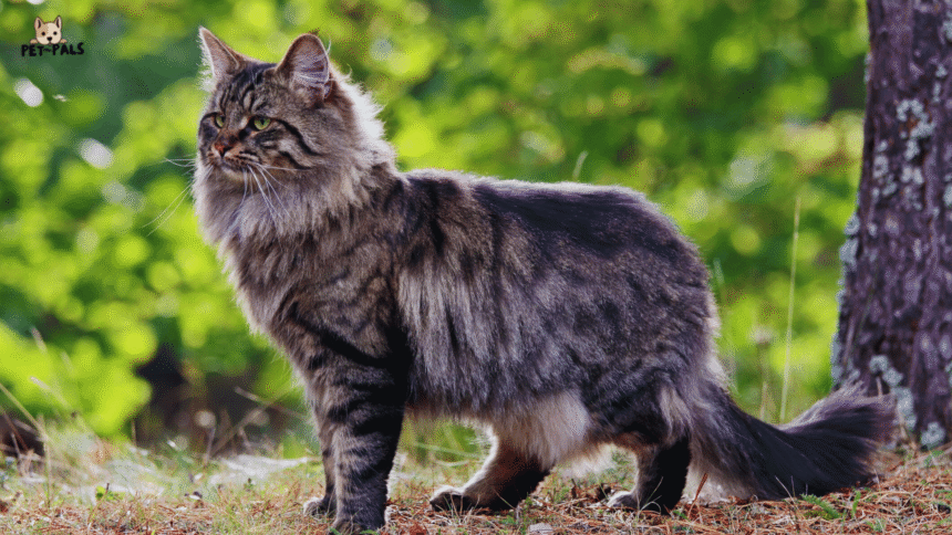 norwegian forest cat