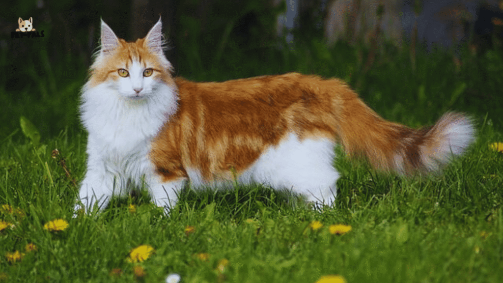 Norwegian Forest Cat: Size, Temperament, Lifespan,What to Expect as a Pet Owner