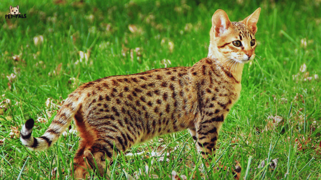 Savannah Cat sitting on a couch with golden coat and spots