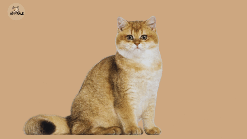 British Shorthair cat sitting on a couch
