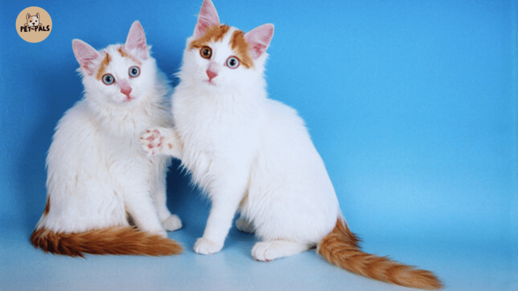Turkish Vat Cat Are They Good Pets?