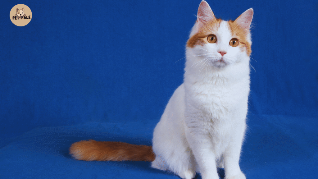 Why Are Turkish Van Cats So Rare?