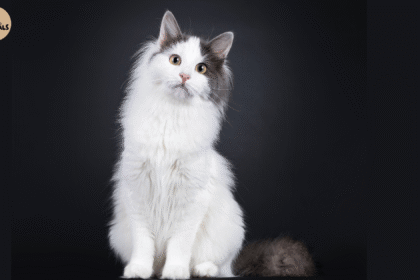HD Picture of White & Black Turkish Van Cat