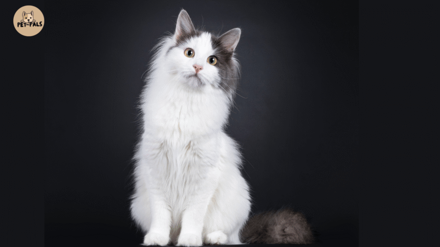 HD Picture of White & Black Turkish Van Cat
