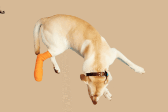What Causes Sudden Hind Leg Weakness in Dogs Signs, Risks & Vet Advice