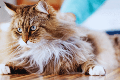 siberian-cat-breed-guide
