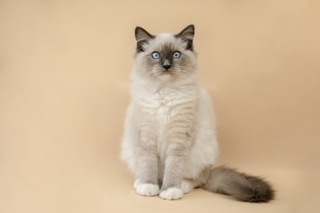 an Image of a Fluffy Ragdoll Cat