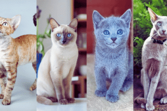 7 Low-Shedding Cat Breeds That Keep Your Home Fur-Free