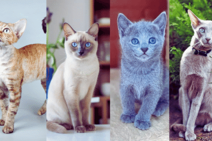 7 Low-Shedding Cat Breeds That Keep Your Home Fur-Free